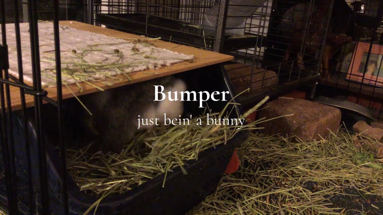 TOO CUTE! Bunny Butt Friday: Bumper enjoying his litter box :)