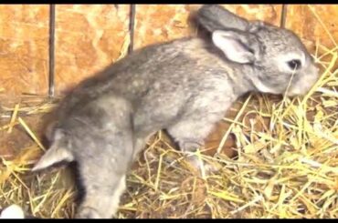 Just 1 week old cute bunny rabbits