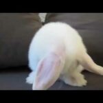 Cute baby bunny washing face
