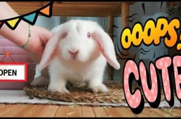 Conejo jugando y volviendo a su casa a descansar! Funny rabbit, cute bunny.