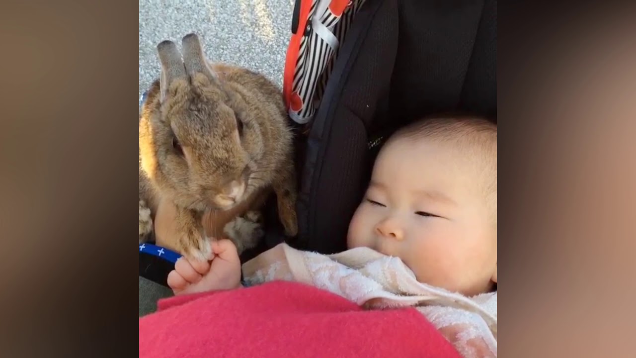 Cute Baby and Rabbits Playing Together   Funny Bunny and Baby Video