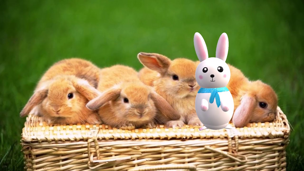 Cute, Bunny Party