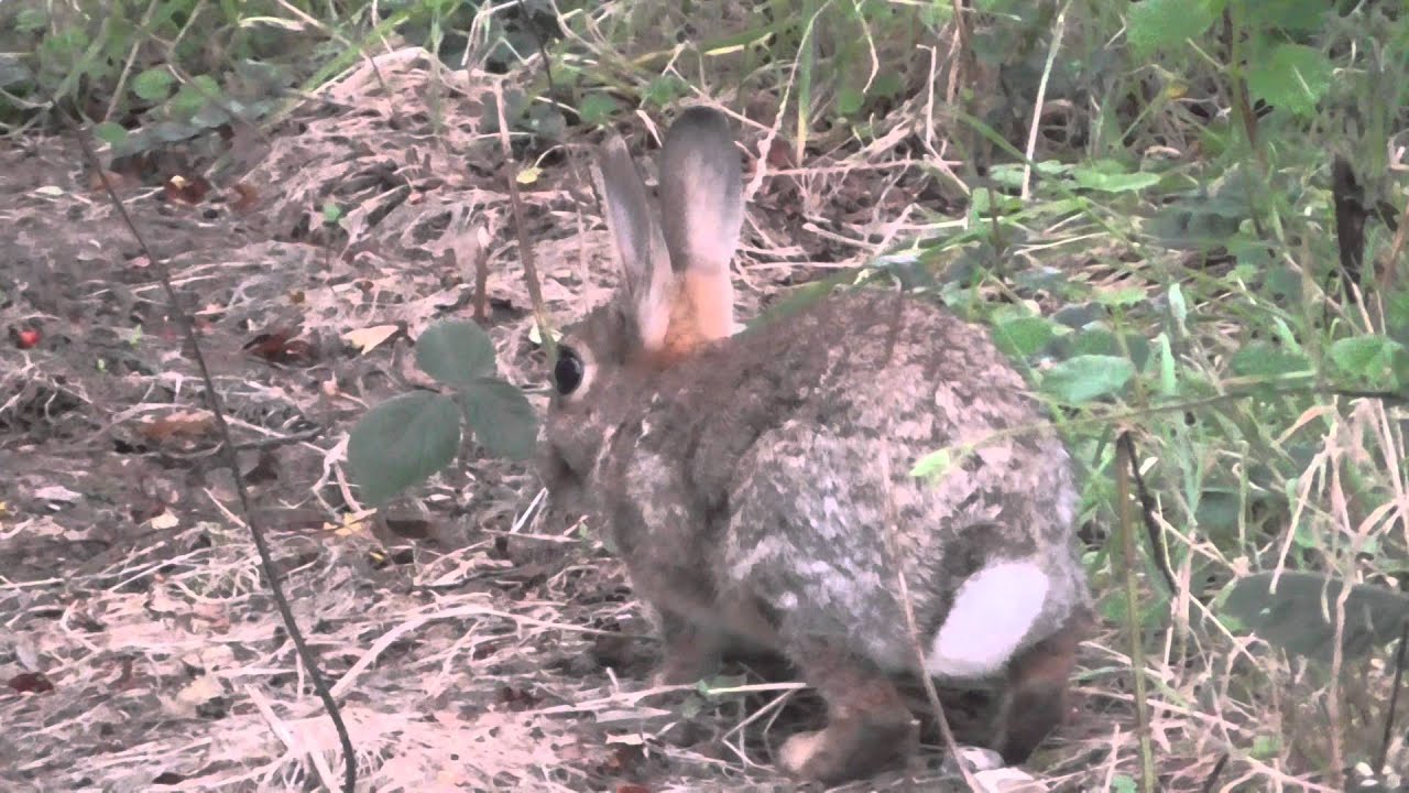 Animals Cute Rabbit RSPB Minsmere 29AUG15 Suffolk UK 641p