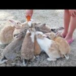 Hungry Japanese Bunnies Attack Girl!