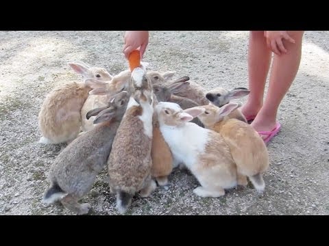 Hungry Japanese Bunnies Attack Girl!