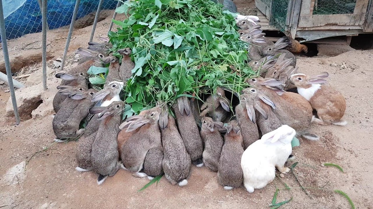 토끼(rabbit)가 칡넝쿨로 저녁을 먹습니다.날씨가 더워서 땅굴속에서 생활합니다.
