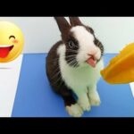 CUTE RABBIT TRY EATING STAR FRUIT ASMR - "LUCY.BUNNY" 2019