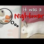 Sleepy Rabbit Muri / 졸린 토끼, 眠いウサギ / Cute Bunny Video