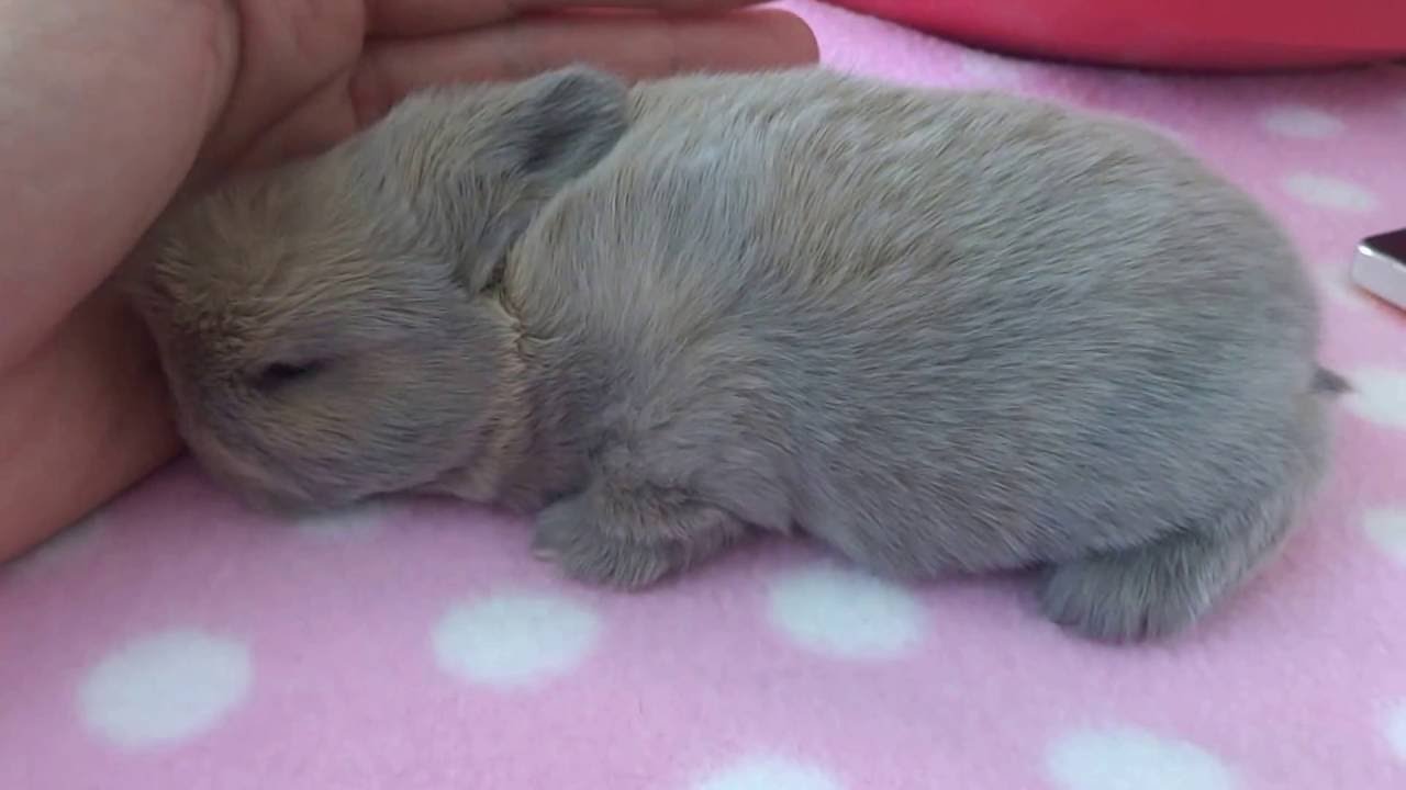 Cute Baby Rabbit Loves a Snuggle and Fuss - Carlys Mini Lop/dwarf/holland Bunnies Part 5