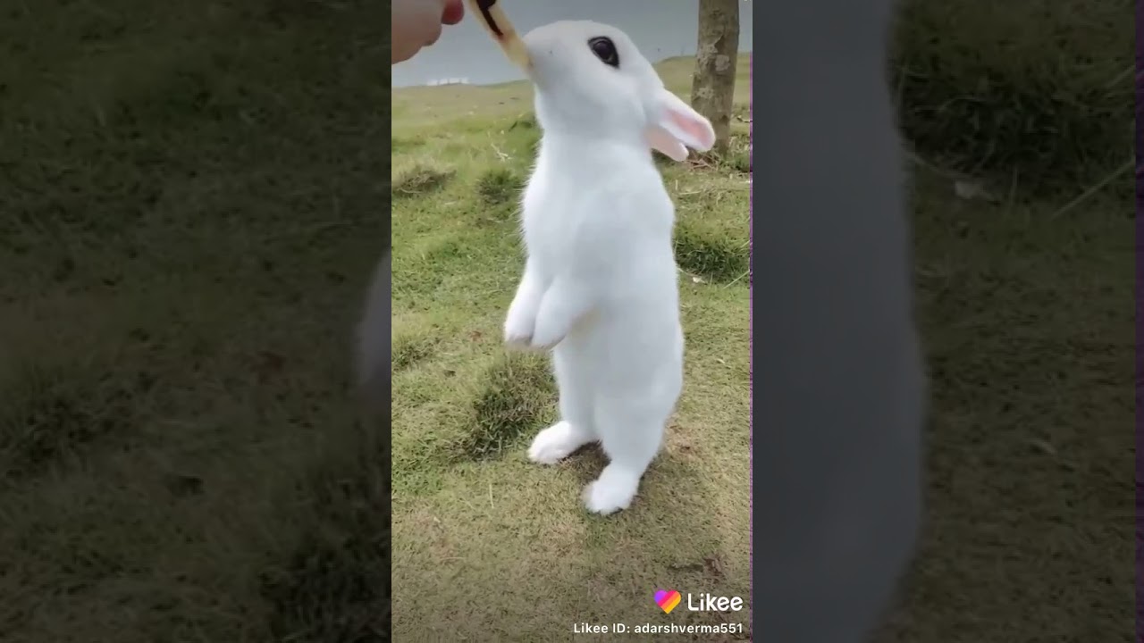 Cute Bunny ve mahi status song