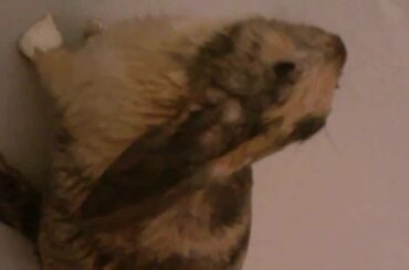 Cute baby rabbit screams when getting washed