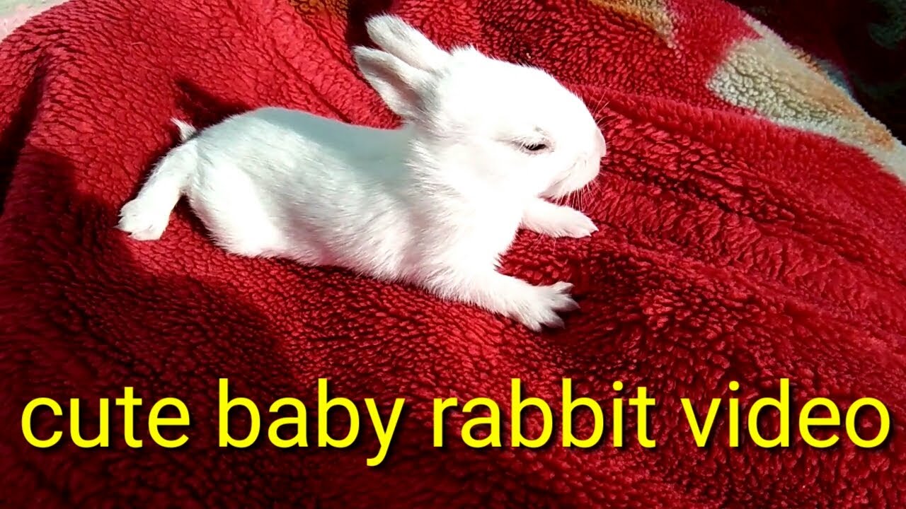 Funny  baby rabbit video   cute rabbits baby  cute bunnies video