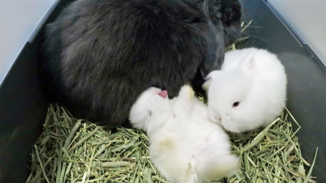 Baby Bunnies - Got Milk?