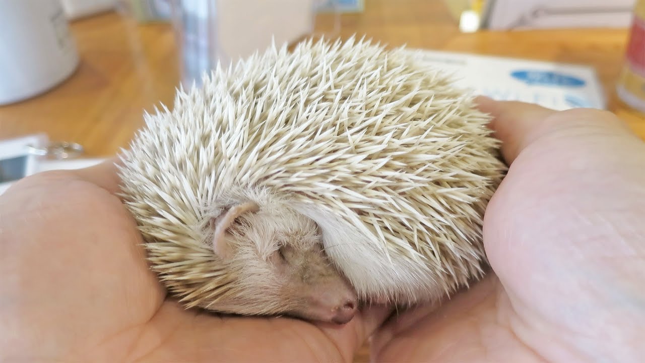 Japan's HARRY Hedgehog Cafe - So Cute!