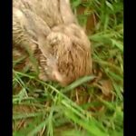 cute rabbit baby dance||song dheeme dheeme