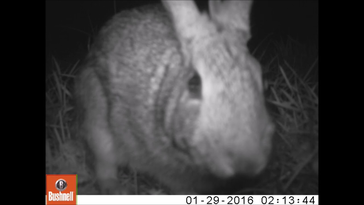 Wild Cottontail Rabbit Nest & Kits Trailcam Video / Baby Bunnies/ Bushnell Trophy cam HD