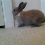 Cute baby bunny rabbit exploring
