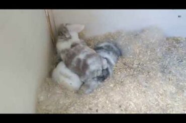 Cute baby rabbit trying to run around for fun