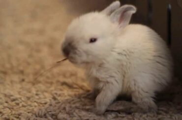 Orphaned Baby Rabbit - Two Weeks Old