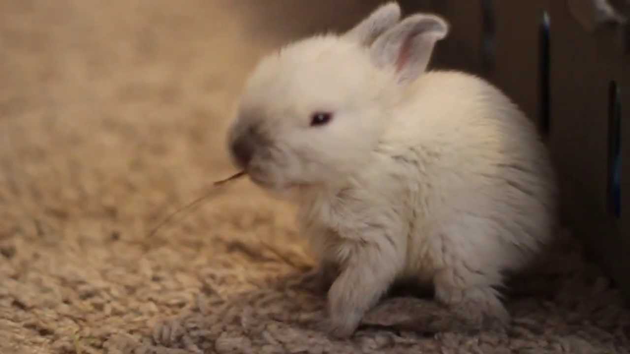 Orphaned Baby Rabbit - Two Weeks Old