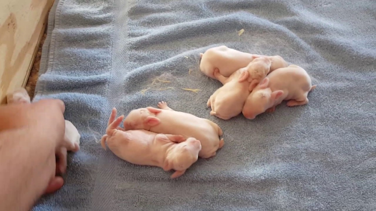 Baby Rabbit update- 5 day old New Zealand whites