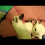 "Hush Baby Bunny Don't You Cry!"   Cute bunnie rabbit babies.