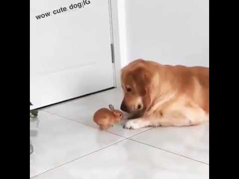 Dog and Baby Rabbit Friendship