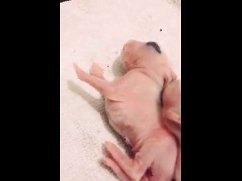 Stretching baby rabbit