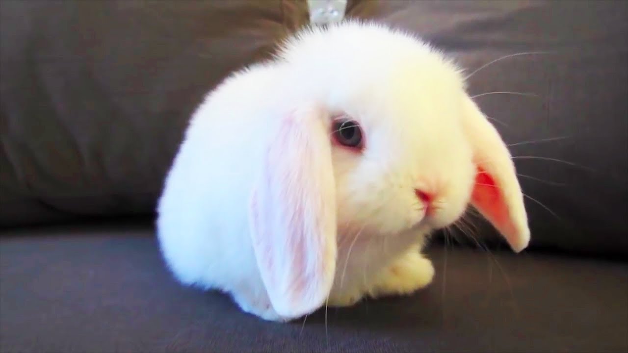 Funny and Cute Rabbits 🐰 Rabbit Fooling Around [Funny Pets]