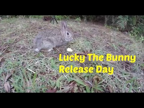 Baby Bunny Rescue Lucky The Bunny Release Day