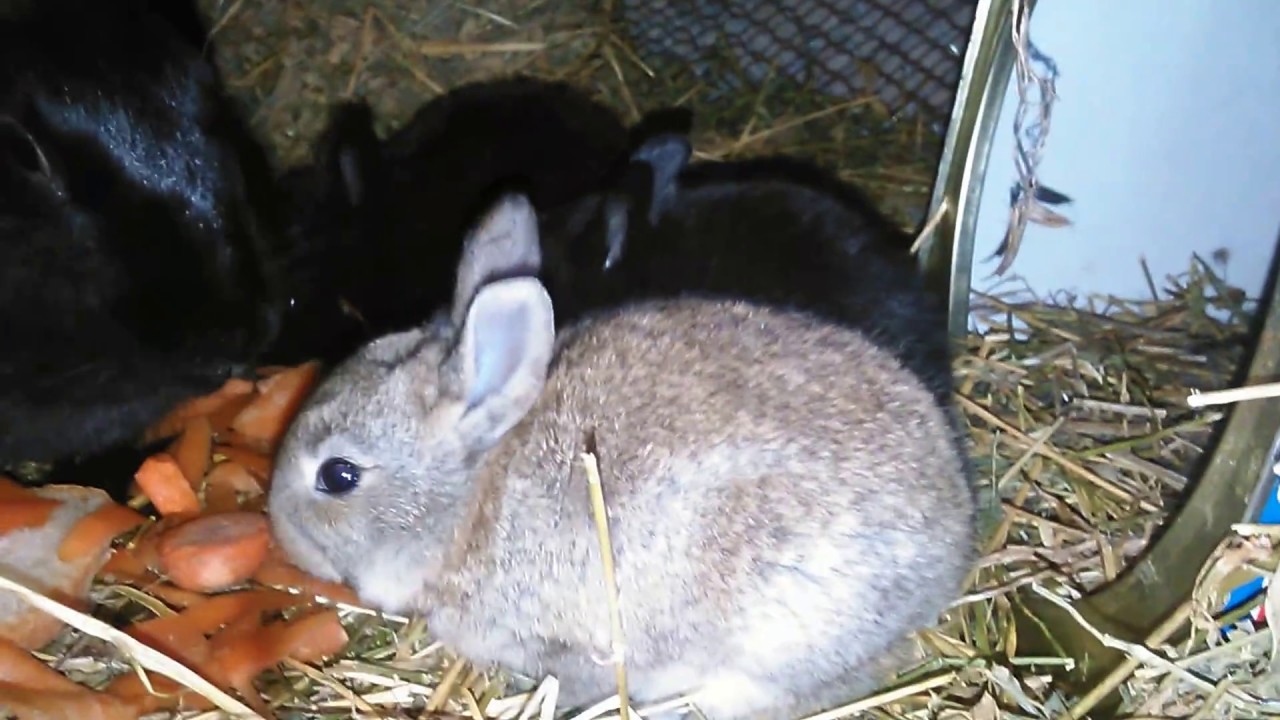 My newborn baby bunnies 20 days old,κουνελακια μικρα.2017.