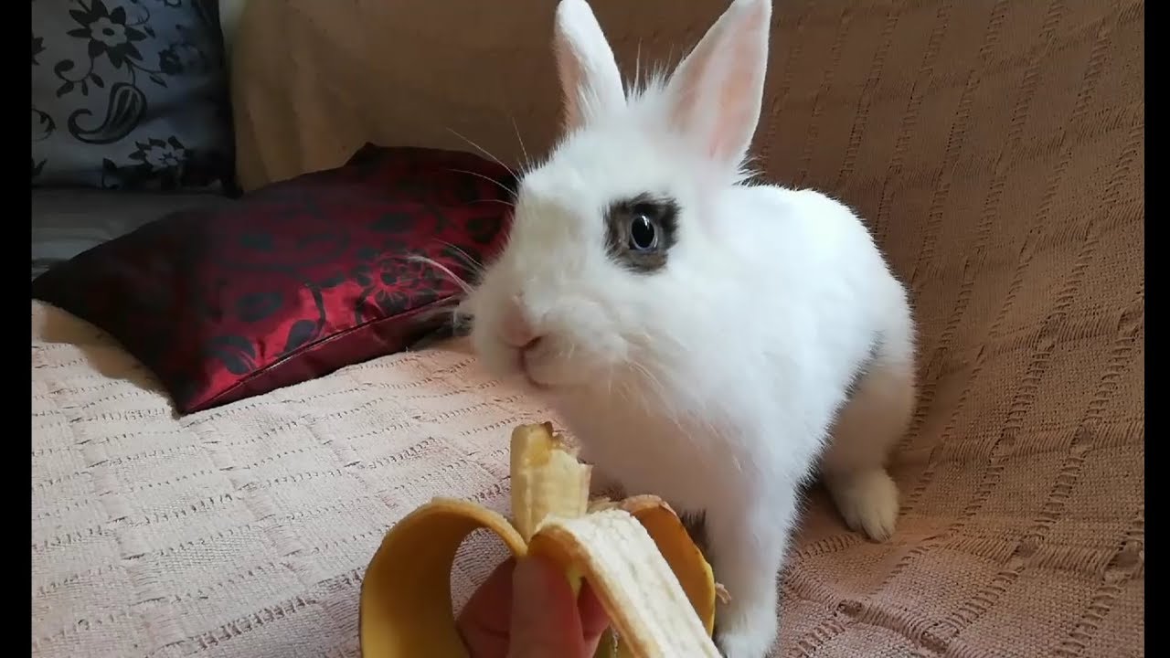 Conejo Chuly comiendo su fruta favorita, Funny rabbit eating, cute bunny.