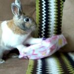 Cute Bunny Opening Her First Birthday Present