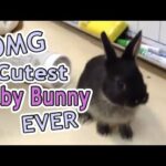 OMG Cutest Baby Bunny EVER: Tiny baby pet house bunny does tricks