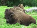 American Buffalo Bison w/ cute Rabbit eating lunch together