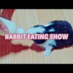 [토끼먹방] Baby rabbit eating show2(아기토끼먹방2)