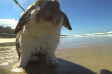 Rabbit at the beach