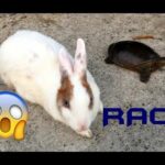 Cute Rabbit vs Tortoise Funny Race and Playing around - Must watch for pet lovers