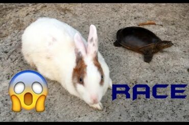 Cute Rabbit vs Tortoise Funny Race and Playing around - Must watch for pet lovers