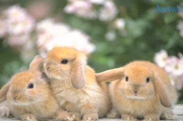 Baby Bunnies Who Define The Word Adorable