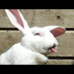 Funny And Cute Bunny Compilation