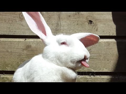 Funny And Cute Bunny Compilation