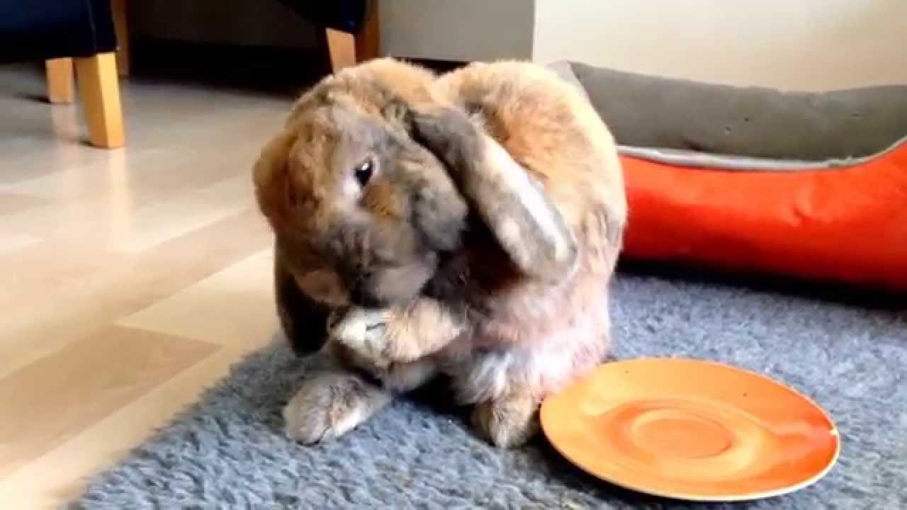 Cute rabbit washing his ears