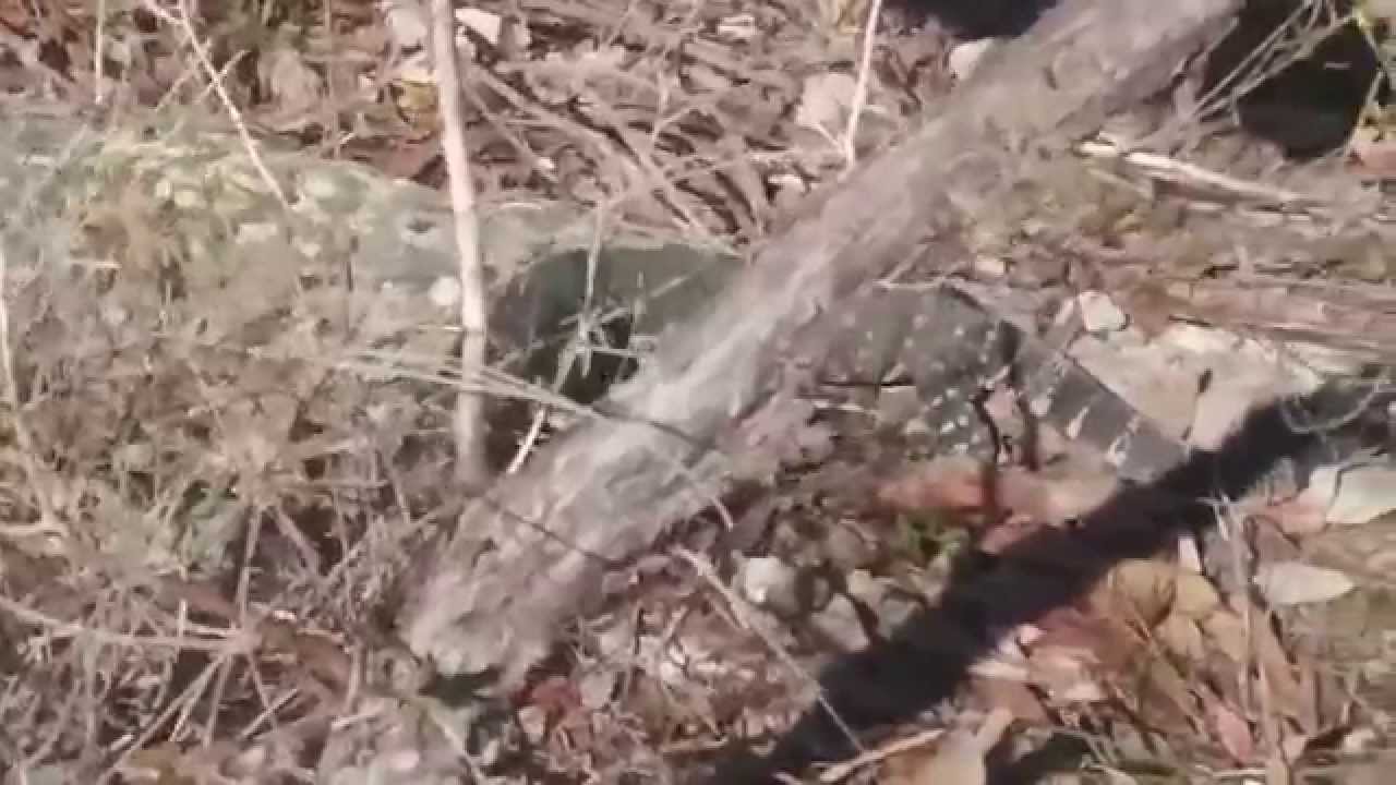 Lace Monitor eating a baby rabbit