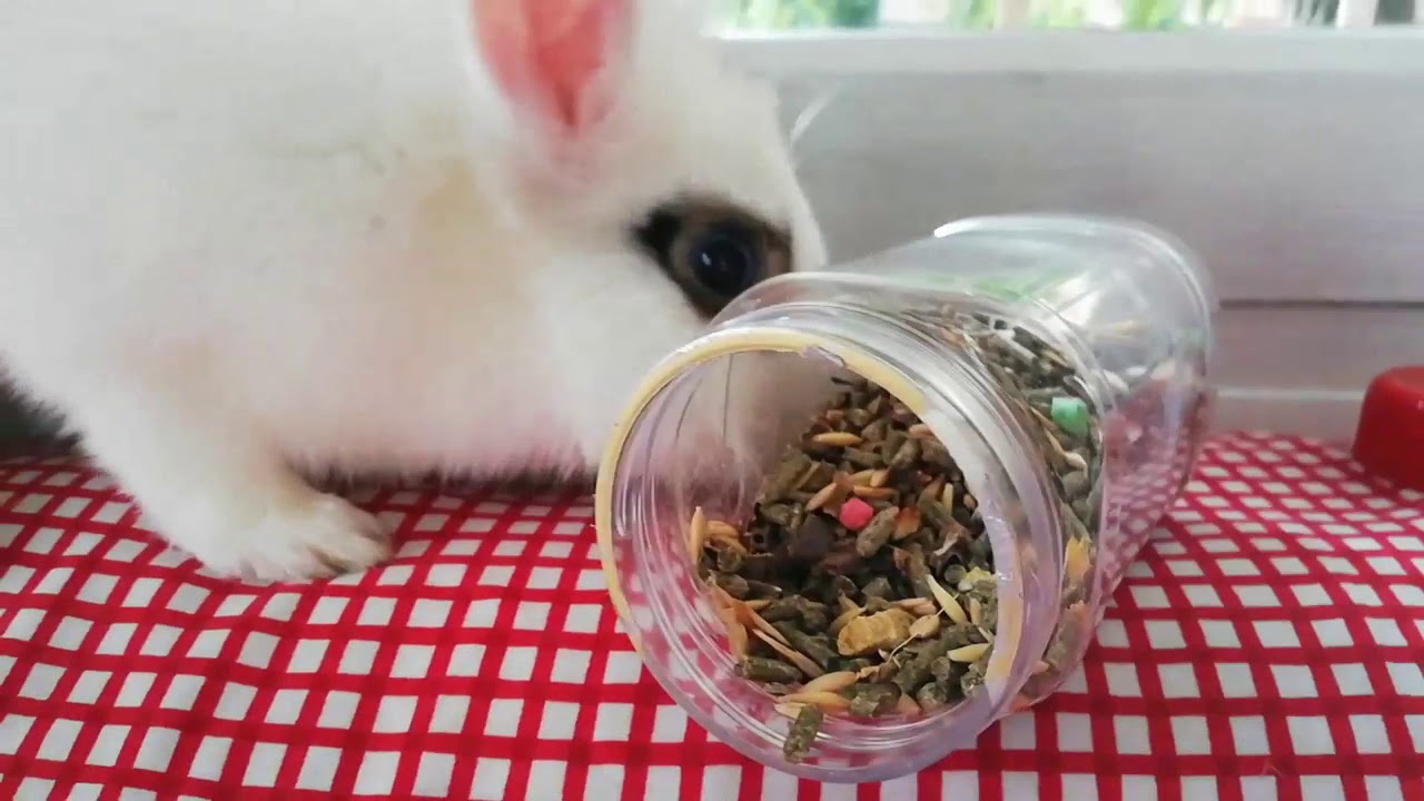 Conejo Chuly, a la hora de la merienda! Funny rabbit eating.