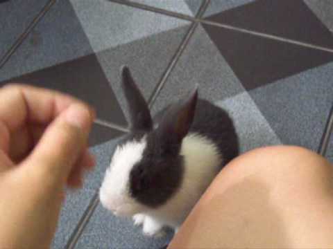 Baby rabbit training : 1st Day