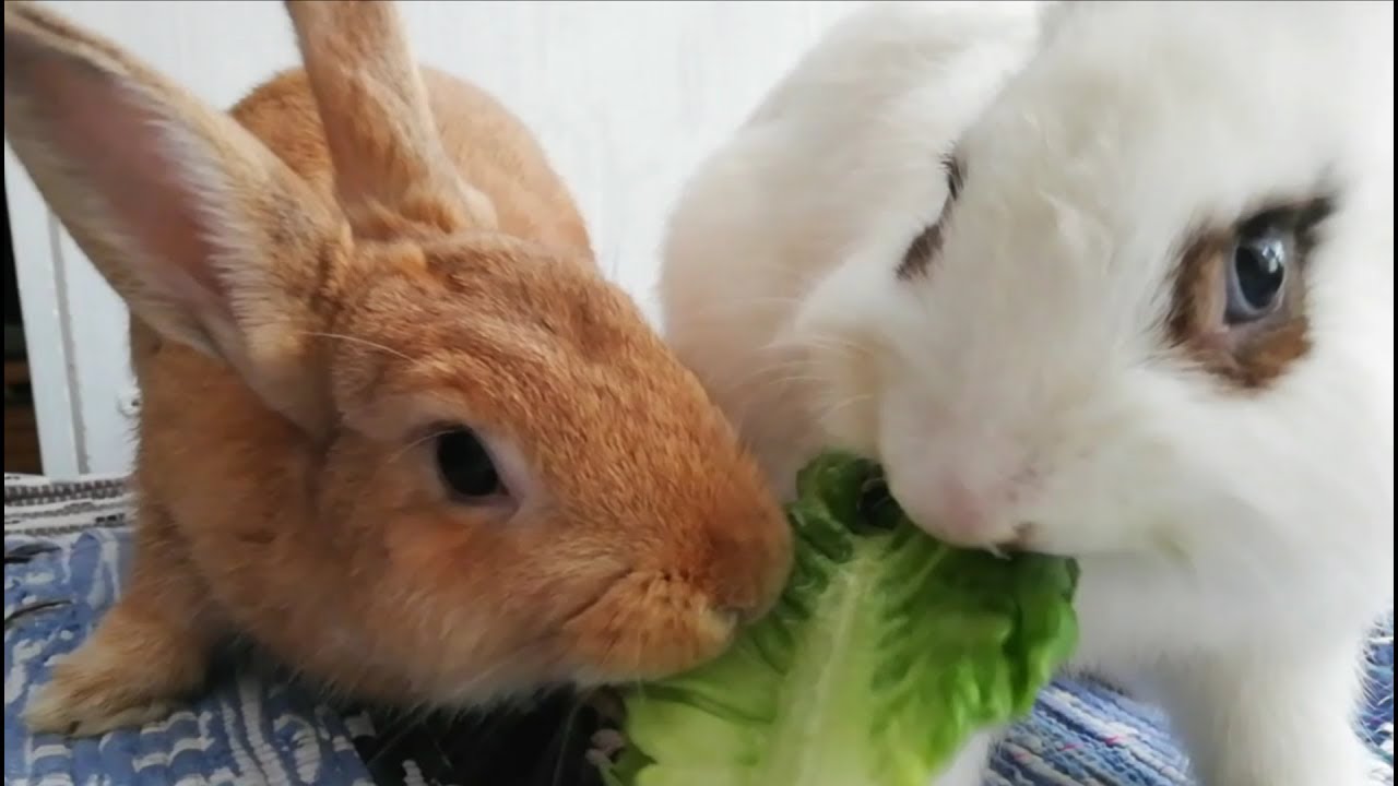 Conejos graciosos comiendo lechuga! Funny rabbits eating. 🐰🐰