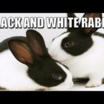 BABY BLACK AND WHITE RABBIT