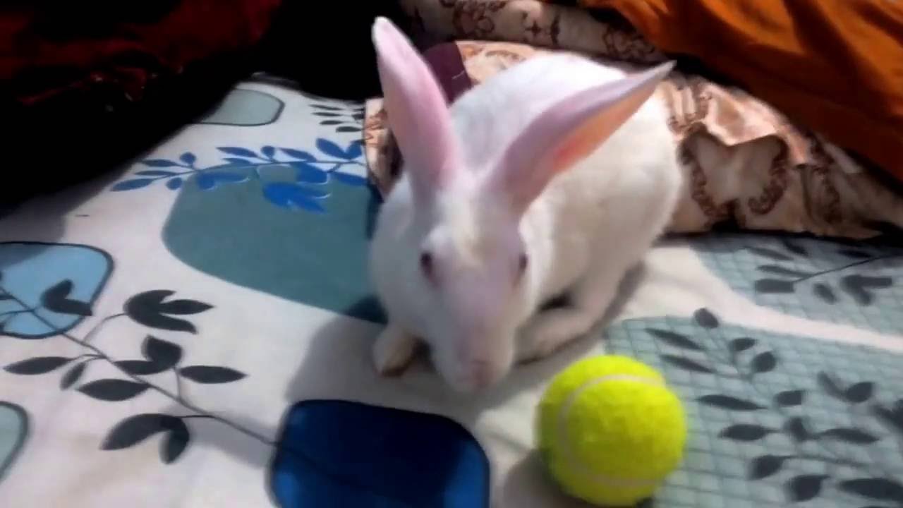 Cute rabbit playing with ball