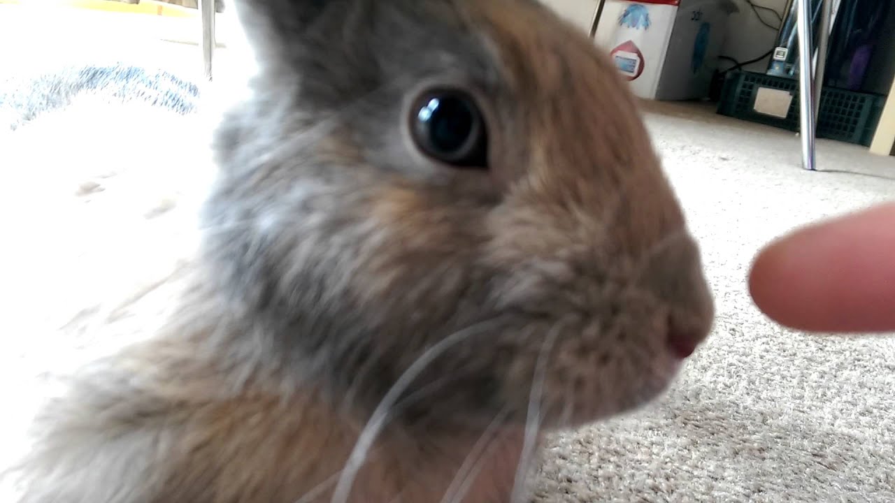 Funny Cute Rabbit sniffing camera